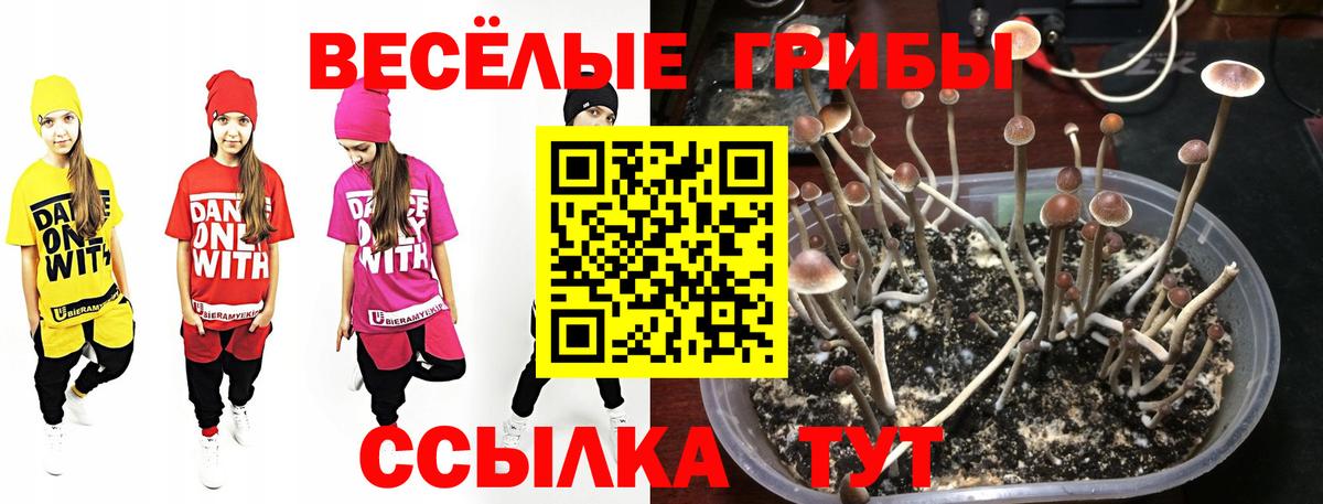 Галлюциногенные грибы Cubensis Нижневартовск